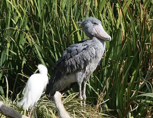 Picture of a shoebill (Balaeniceps rex)
