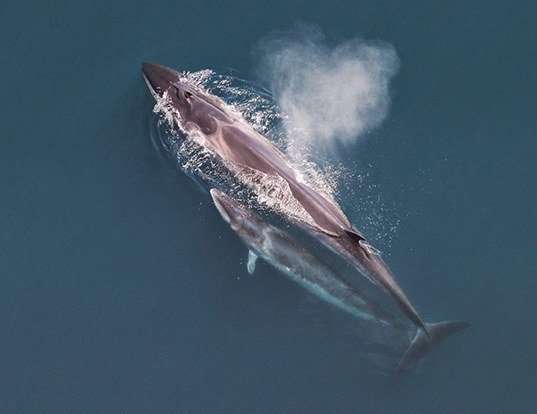 Picture of a sei whale (Balaenoptera borealis)