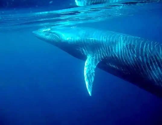 Picture of a bryde's whale (Balaenoptera edeni)