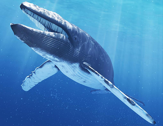 Picture of a blue whale (Balaenoptera musculus)