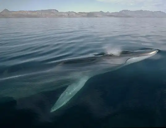 Picture of a fin whale (Balaenoptera physalus)
