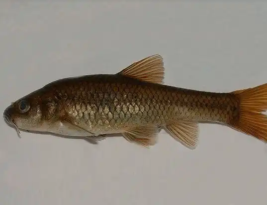 Picture of a treur barb (Barbus treurensis)