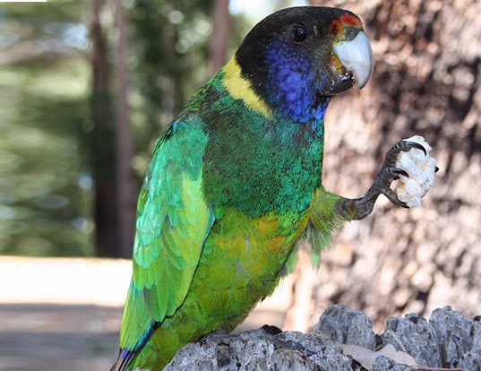 Picture of a australian ringneck (Barnardius zonarius)