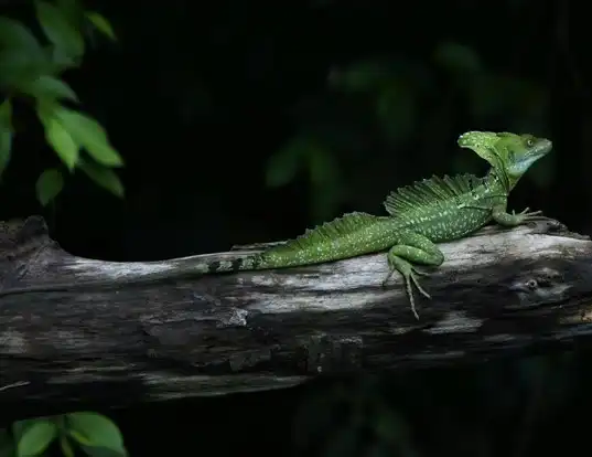 Picture of a green basilisk (Basiliscus plumifrons)