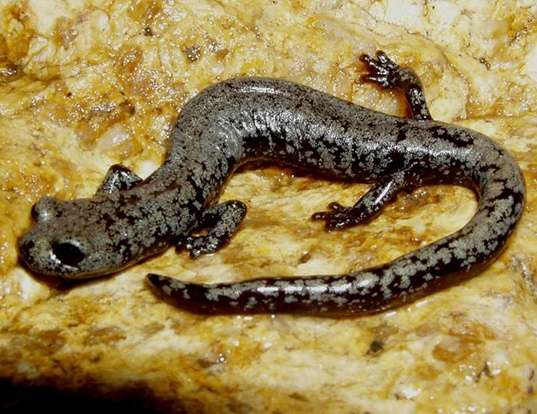 Picture of a inyo mountains salamander (Batrachoseps campi)