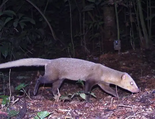 Picture of a black-footed mongoose (Bdeogale nigripes)