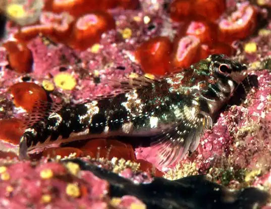 Picture of a mottled twister (Bellapiscis lesleyae)