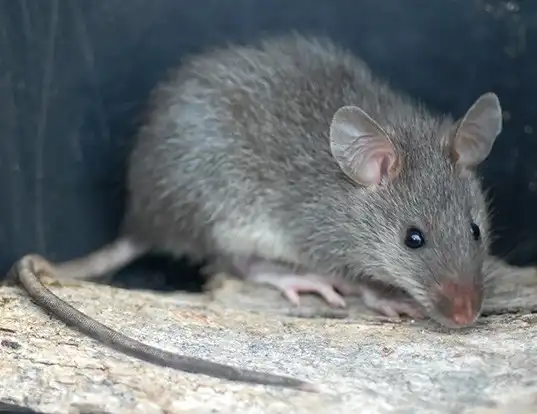 Picture of a bower's white-toothed rat (Berylmys bowersi)