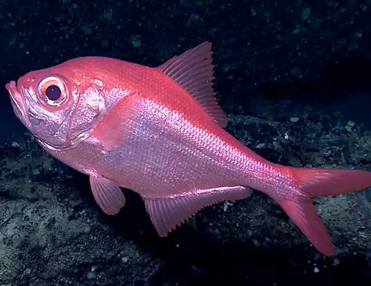 Picture of a alfonsino (Beryx splendens)