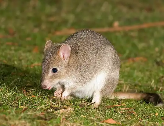 Picture of a tasmanian bettong (Bettongia gaimardi)