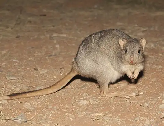 Picture of a burrowing bettong (Bettongia lesueur)