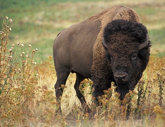 Picture of a american bison (Bison bison)