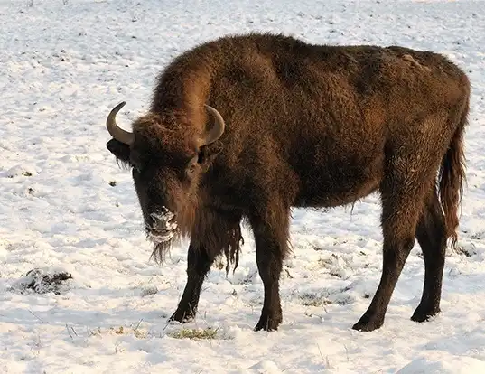 Picture of a european bison (Bison bonasus)
