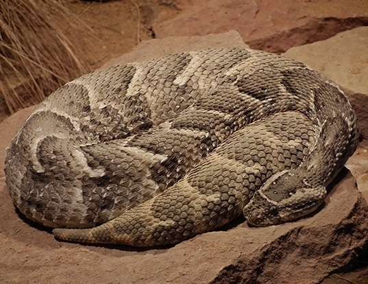 Picture of a puff adder (Bitis arietans)