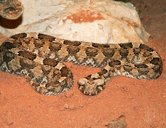 Picture of a horned puff adder (Bitis caudalis)