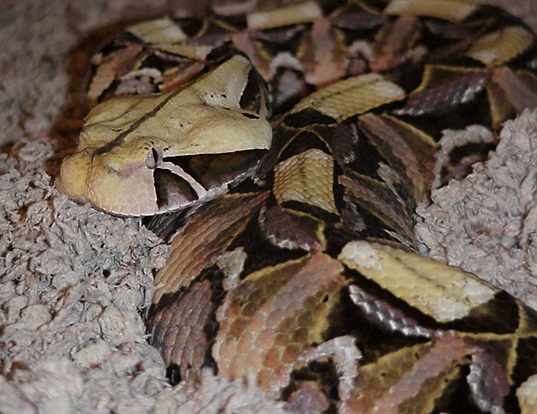 Picture of a gaboon viper (Bitis gabonica gabonica)