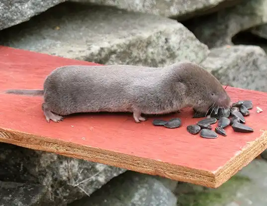 Picture of a northern short-tailed shrew (Blarina brevicauda)