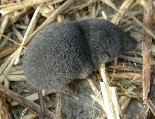 Picture of a southern short-tailed shrew (Blarina carolinensis)