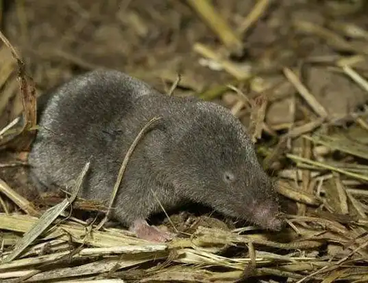 Picture of a elliot's short-tailed shrew (Blarina hylophaga)