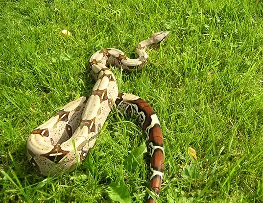 Picture of a red-tailed boa (Boa constrictor constrictor)