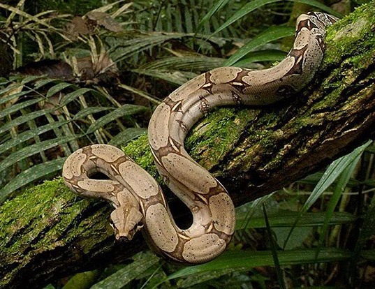 Picture of a boa constrictor (Boa constrictor)