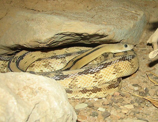 Picture of a trans-pecos rat snake (Bogertophis subocularis)