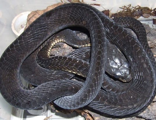 Picture of a blanding's cat snake (Boiga blandingii)