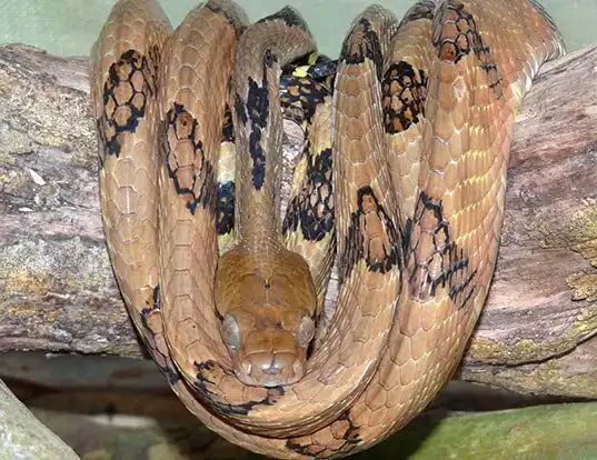 Picture of a dog-tooth cat snake (Boiga cynodon)
