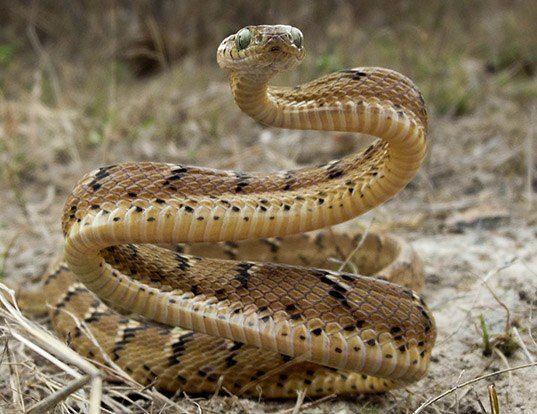 Picture of a catsnake/indian gamma snake (Boiga trigonata)