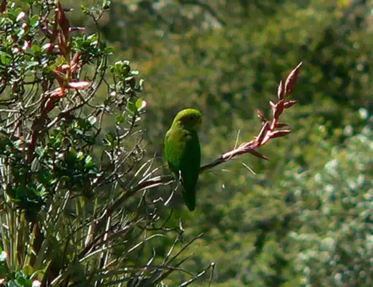 Picture of a andean parakeet (Bolborhynchus orbygnesius)