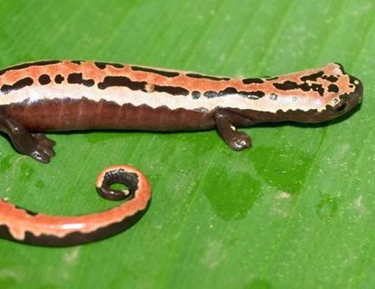 Picture of a mexican mushroomtongue salamander (Bolitoglossa mexicana)