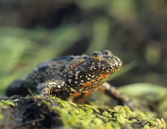 Picture of a firebelly toad (Bombina bombina)