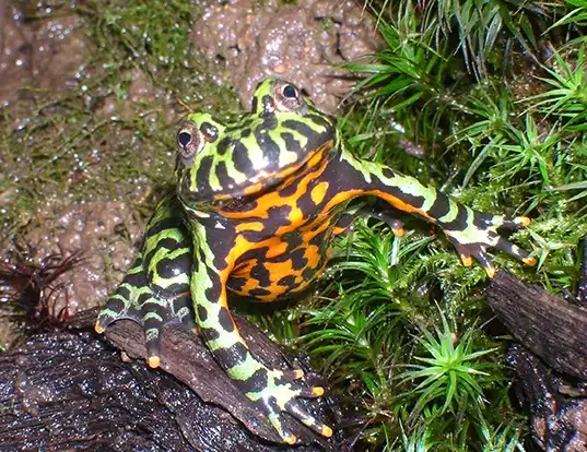 Picture of a oriental bell toad (Bombina orientalis)