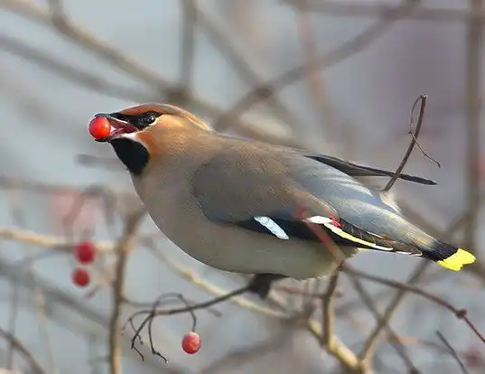 Picture of a bohemian waxwing (Bombycilla garrulus)