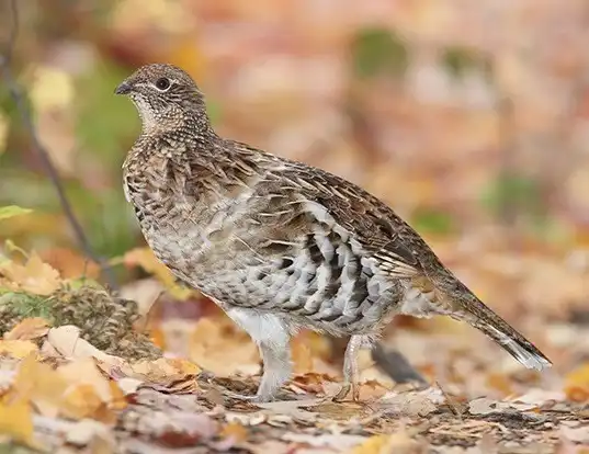 Picture of a ruffed grouse (Bonasa umbellus)