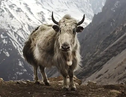 Picture of a yak (Bos grunniens)