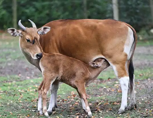 Picture of a banteng (Bos javanicus)