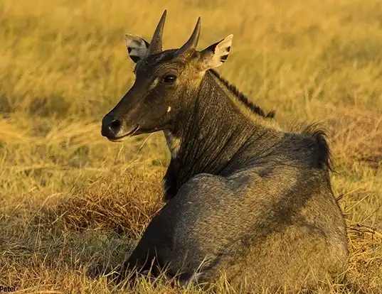 Picture of a nilgai (Boselaphus tragocamelus)