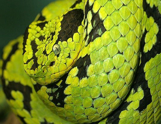Picture of a yellos-spotted palm pit viper (Bothriechis aurifer)