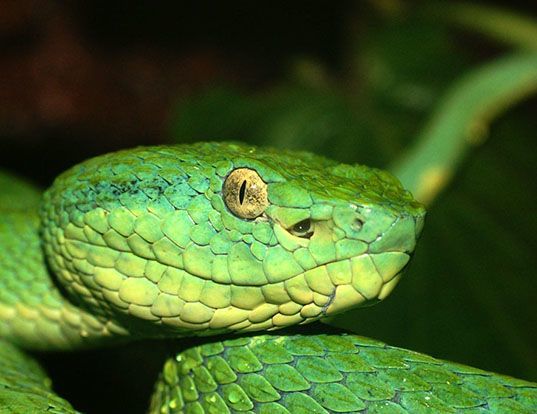 Picture of a side-striped palm pit viper (Bothriechis lateralis)