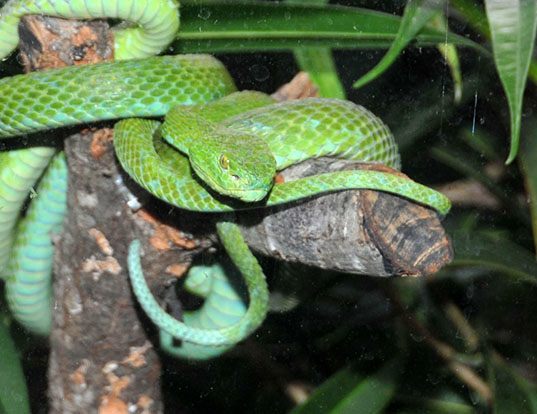 Picture of a rowley's palm pit viper (Bothriechis rowleyi)