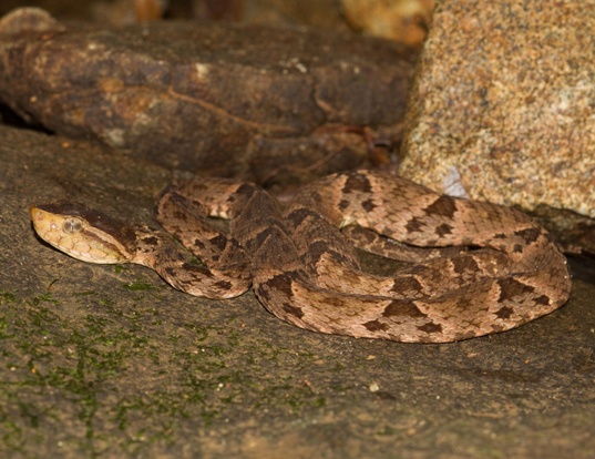 Picture of a terciopelo (Bothrops asper)