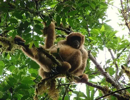 Picture of a woolly spider monkey (Brachyteles arachnoides)