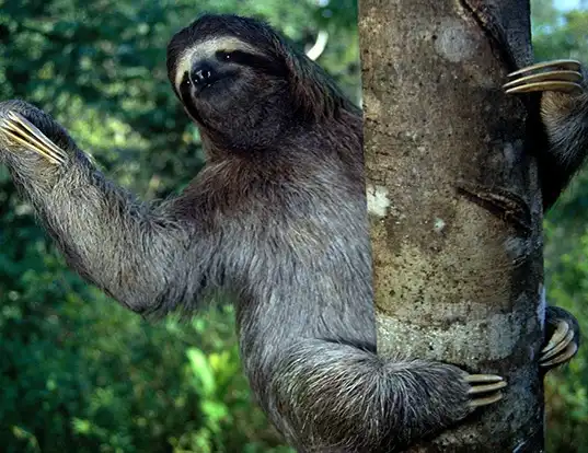 Picture of a brown-throated sloth (Bradypus variegatus)