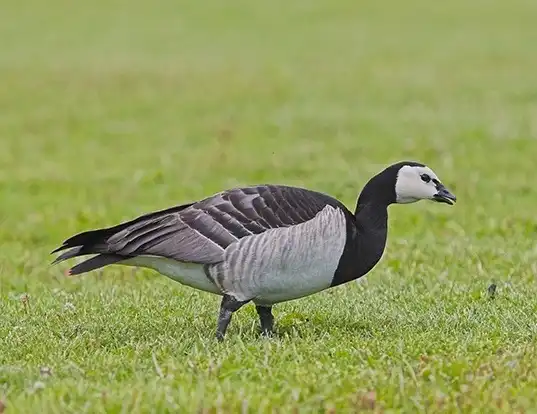 Picture of a barnacle goose (Branta leucopsis)