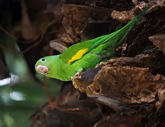 Picture of a yellow-chevroned parakeet (Brotogeris chiriri)