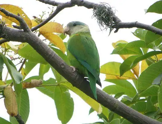 Picture of a grey-cheeked parakeet (Brotogeris pyrrhoptera)