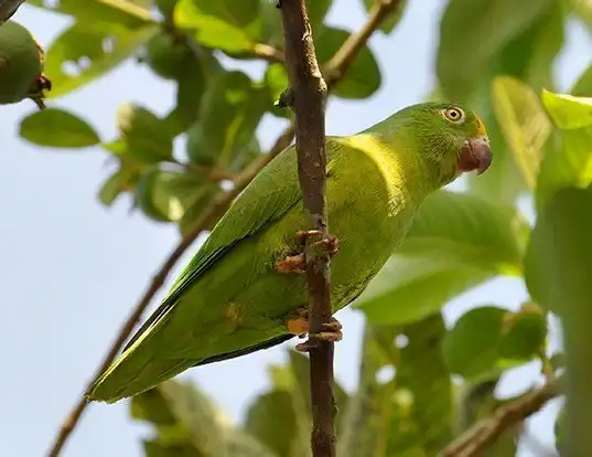 Picture of a tui parakeet (Brotogeris sanctithomae)