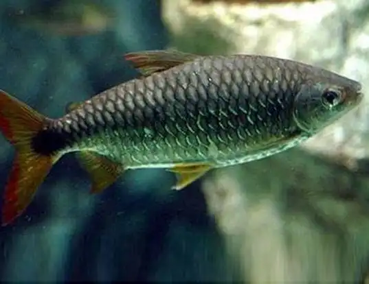 Picture of a characin (Brycinus imberi)