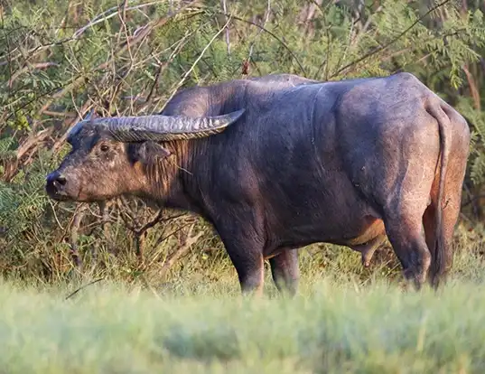 Picture of a indian water buffalo (Bubalus arnee)